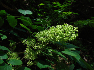 Photo By: Stephen M. Young. Photo taken: Broome County, NY on 8 August 2006